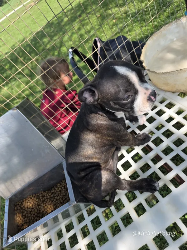 Stacy – Boston Terrier puppy for sale in Elkton, KY