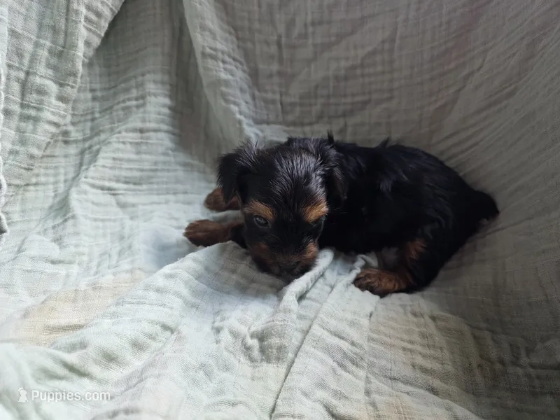 Rocky – Yorkshire Terrier puppy for sale in Elkton, KY