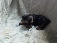 Rocky, a male Yorkshire Terrier for sale in Elkton, KY – 1 of 2