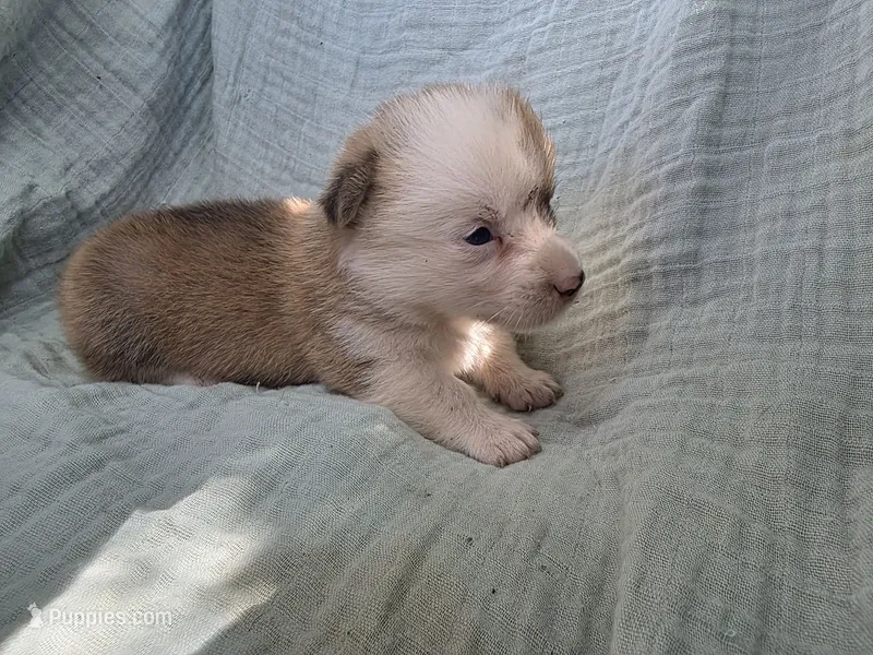Dodge – Pembroke Welsh Corgi puppy for sale in Elkton, KY