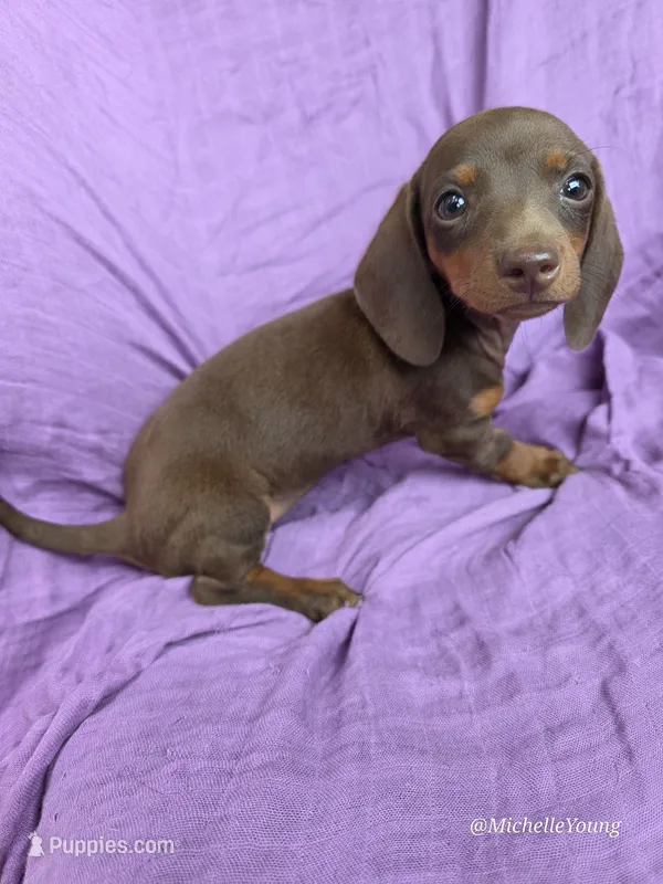Peaches – Miniature Dachshund puppy for sale in Elkton, KY