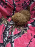 Minnie, a female Bichpoo and Poochon for sale in Elkton, KY – 2 of 2
