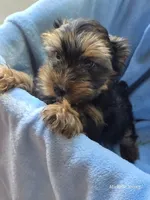 Rocky, a male Yorkshire Terrier for sale in Elkton, KY – 1 of 3