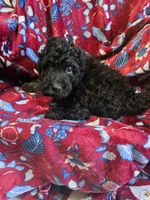 Tank, a male Bordoodle for sale in Elkton, KY – Photo 2 of 3