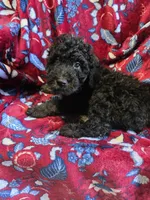 Tank, a male Bordoodle for sale in Elkton, KY – Photo 3 of 3