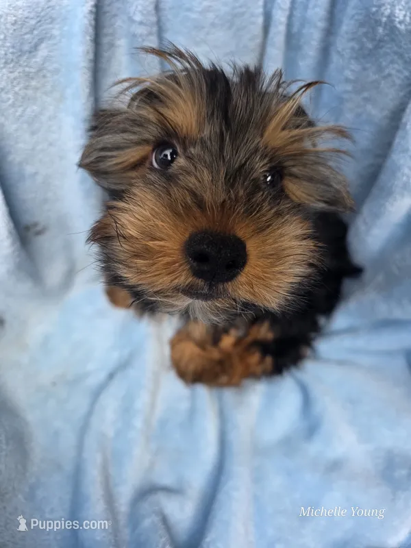 Rocky – Yorkshire Terrier puppy for sale in Elkton, KY
