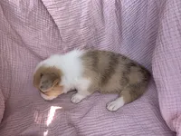 Bella, a female Pembroke Welsh Corgi for sale in Elkton, KY – 2 of 2