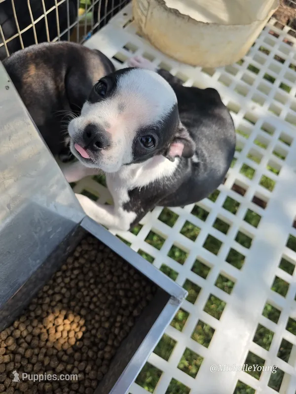 Mabel – Boston Terrier puppy for sale in Elkton, KY