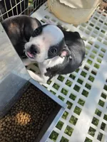 Mabel, a female Boston Terrier for sale in Elkton, KY – 1 of 2