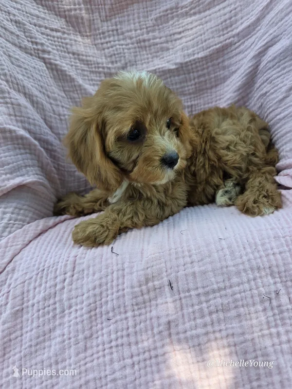 Pixie – Cavapoo puppy for sale in Elkton, KY