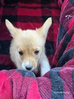 Stormy, a female Pembroke Welsh Corgi for sale in Elkton, KY – 3 of 3