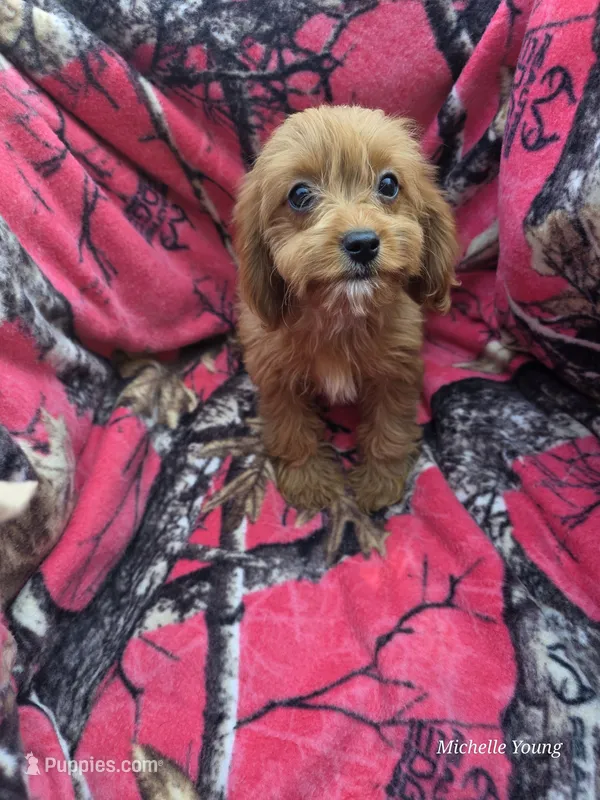 Paisley – Cavapoo puppy for sale in Elkton, KY