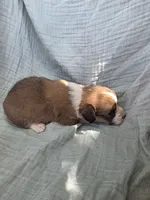 Diesel, a male Pembroke Welsh Corgi for sale in Elkton, KY – 2 of 2