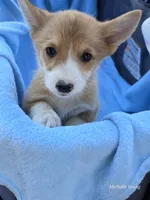 Boah, a male Pembroke Welsh Corgi for sale in Elkton, KY – 3 of 3