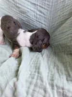 Caleb, a male Miniature Dachshund for sale in Elkton, KY – 2 of 2
