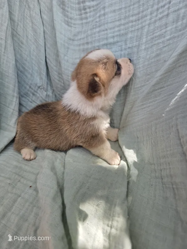 Zeus – Pembroke Welsh Corgi puppy for sale in Elkton, KY