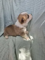 Zeus, a male Pembroke Welsh Corgi for sale in Elkton, KY – 1 of 2