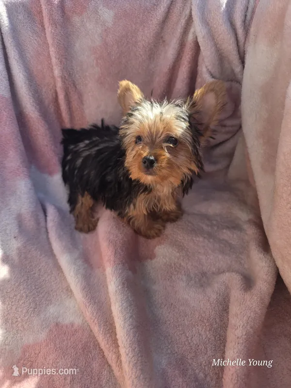 Birtha – Yorkshire Terrier puppy for sale in Elkton, KY
