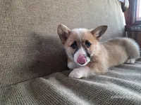 Mack, a male Pembroke Welsh Corgi for sale in Elkton, KY – Photo 1 of 3