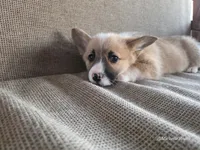 Mack, a male Pembroke Welsh Corgi for sale in Elkton, KY – Photo 2 of 3