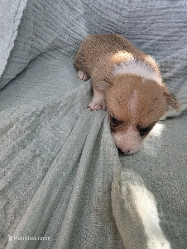 Boah – Pembroke Welsh Corgi puppy for sale in Elkton, KY