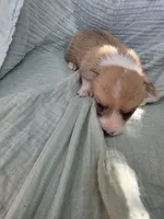 Boah, a male Pembroke Welsh Corgi for sale in Elkton, KY – 1 of 2