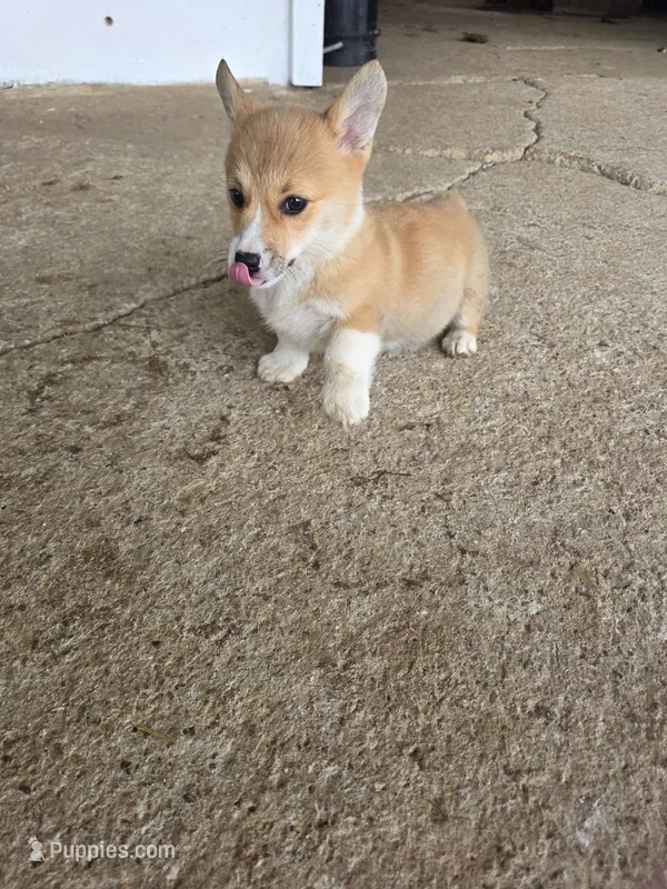 Tiffany – Pembroke Welsh Corgi puppy for sale in Elkton, KY