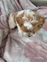Trina, a female Cavapoo for sale in Elkton, KY – 3 of 3