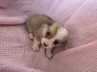 Faith, a female Pembroke Welsh Corgi for sale in Elkton, KY – 1 of 2