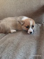 Nick, a male Pembroke Welsh Corgi for sale in Elkton, KY – Photo 2 of 3