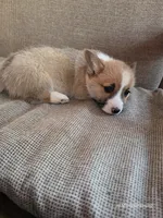 Nick, a male Pembroke Welsh Corgi for sale in Elkton, KY – Photo 3 of 3