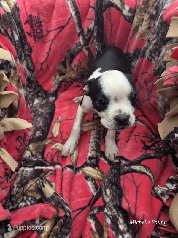 Mabel – Boston Terrier puppy for sale in Elkton, KY