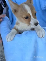River, a male Pembroke Welsh Corgi for sale in Elkton, KY – 3 of 3
