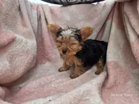 Birtha, a female Yorkshire Terrier for sale in Elkton, KY – 3 of 3