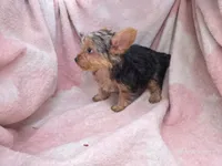 Birtha, a female Yorkshire Terrier for sale in Elkton, KY – 2 of 3