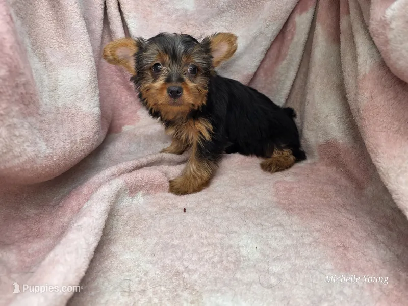 Beth – Yorkshire Terrier puppy for sale in Elkton, KY