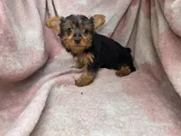 Beth, a female Yorkshire Terrier for sale in Elkton, KY – 1 of 3
