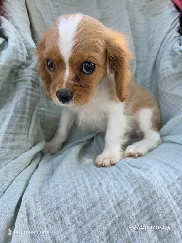 Charles – Cavalier King Charles Spaniel puppy for sale in Elkton, KY