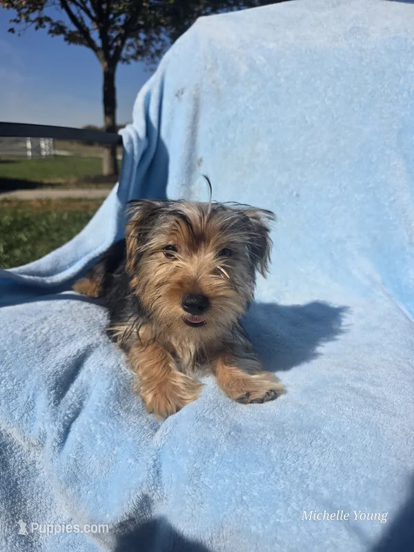 Mason – Yorkshire Terrier puppy for sale in Elkton, KY