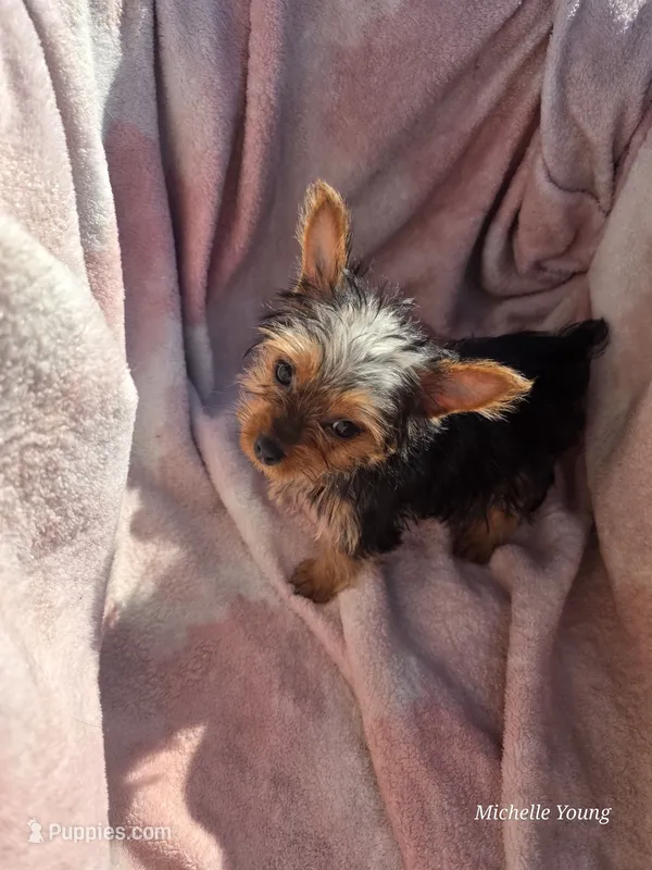Bri – Yorkshire Terrier puppy for sale in Elkton, KY