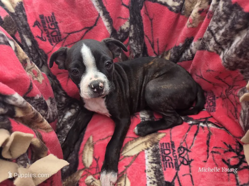 Stacy – Boston Terrier puppy for sale in Elkton, KY