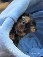 Rocky, a male Yorkshire Terrier for sale in Elkton, KY – 3 of 3