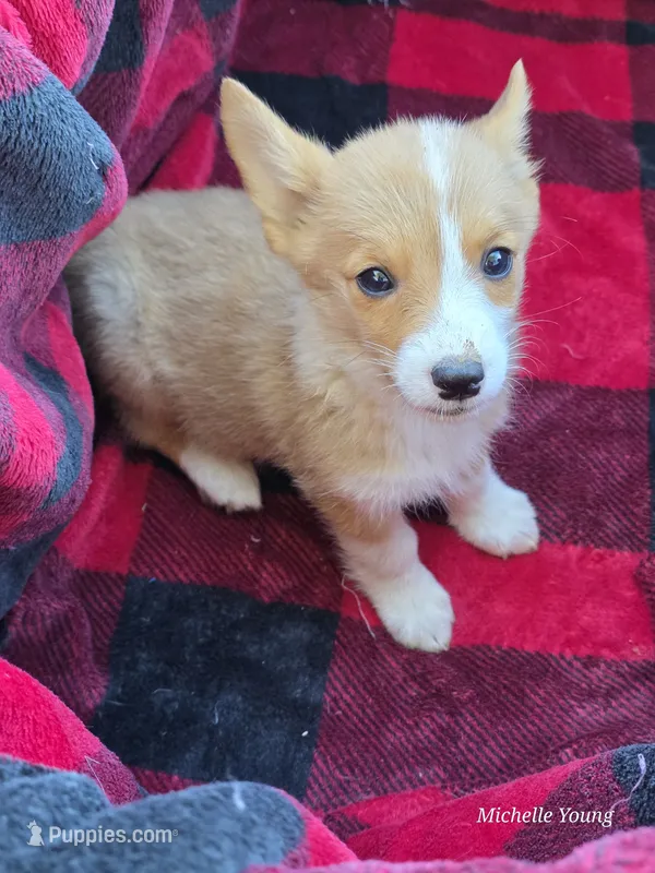 Ana – Pembroke Welsh Corgi puppy for sale in Elkton, KY