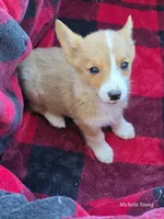 Ana, a female Pembroke Welsh Corgi for sale in Elkton, KY – 1 of 3