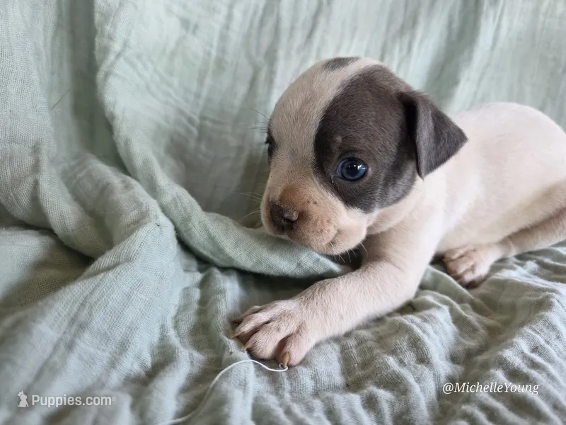 Bluey – Boston Terrier puppy for sale in Elkton, KY