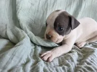 Bluey, a male Boston Terrier for sale in Elkton, KY – 1 of 3
