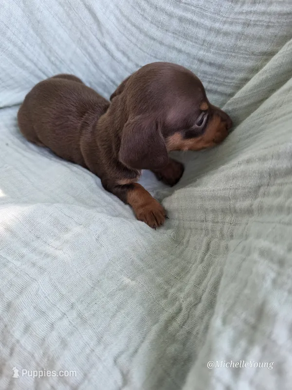 Brownie – Miniature Dachshund puppy for sale in Elkton, KY