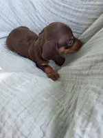 Brownie, a male Miniature Dachshund for sale in Elkton, KY – 1 of 2