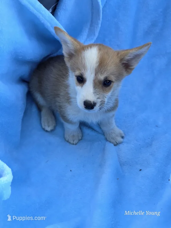 Zeus – Pembroke Welsh Corgi puppy for sale in Elkton, KY