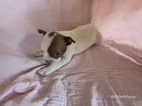Chloe, a female Boston Terrier for sale in Elkton, KY – 2 of 2